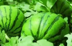 肥料養(yǎng)分檢測(cè)儀讓劣質(zhì)化肥無(wú)處遁形！