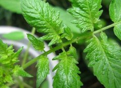 使用測土配方施肥儀這兩個好處你知道嗎？