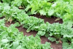 測土配方施肥儀制定精準(zhǔn)施肥計(jì)劃