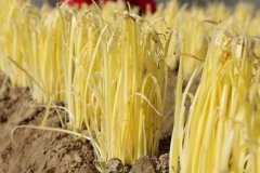 山東云唐土壤重金屬測定儀，值得買嗎？
